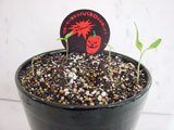 habanero11