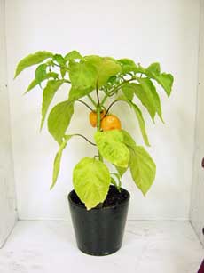 habanero20051013