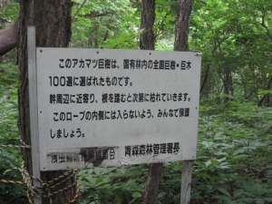 国有林 全国巨樹巨木100選