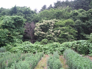 浅虫ウォーク2011