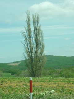 P1010401.jpg