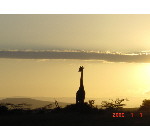 giraffe