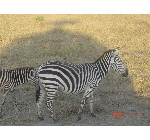 2005.10.4