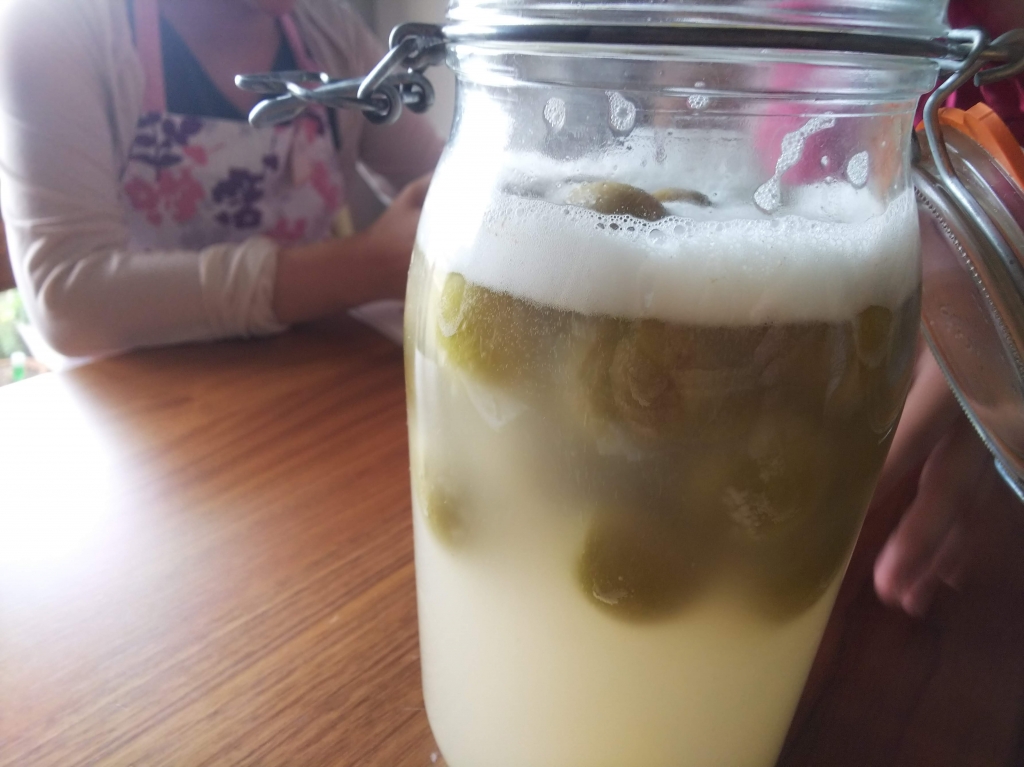 梅酵母