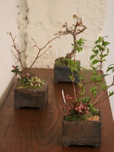植物と花器