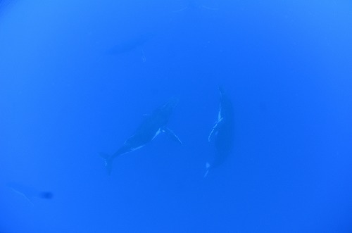 クジラスイム トンガ