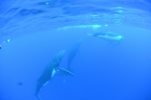 クジラスイム トンガ