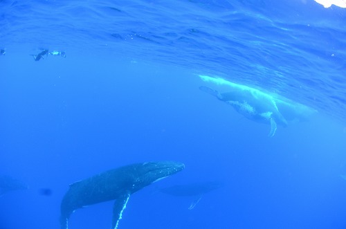 クジラスイム トンガ