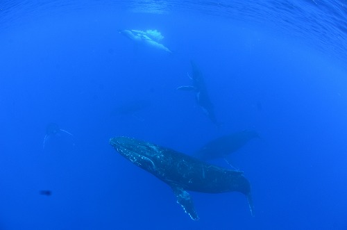 クジラスイム トンガ