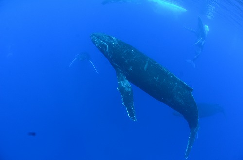 クジラスイム トンガ