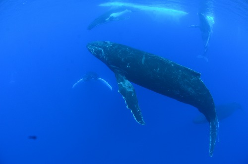 クジラスイム トンガ