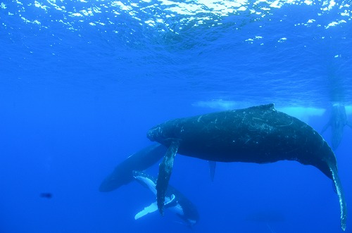 クジラスイム トンガ