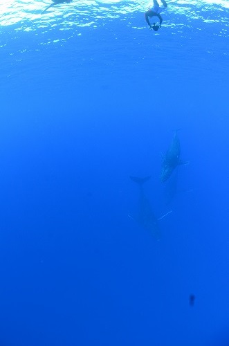 クジラスイム トンガ