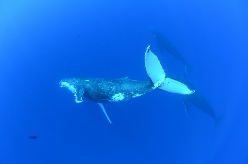 クジラスイム トンガ