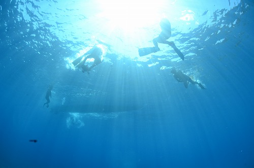 クジラスイム トンガ