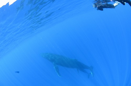 クジラスイム トンガ