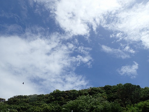 日高 ダイビング