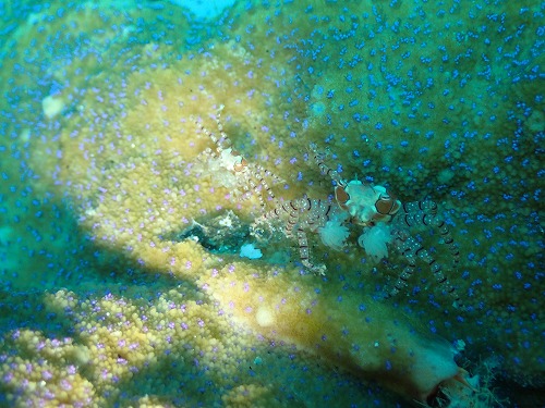 鵜来島 ダイビング