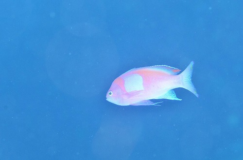 鵜来島 ダイビング