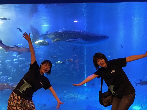 能登島 ドルフィンスイム
