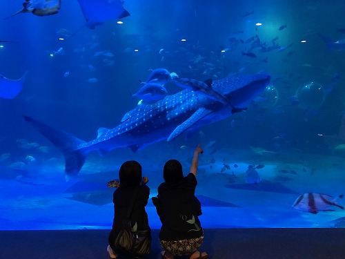 能登島 ドルフィンスイム