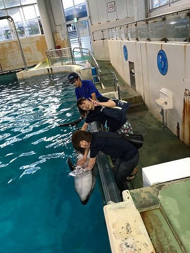 能登島 ドルフィンスイム