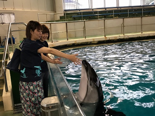 能登島 ドルフィンスイム