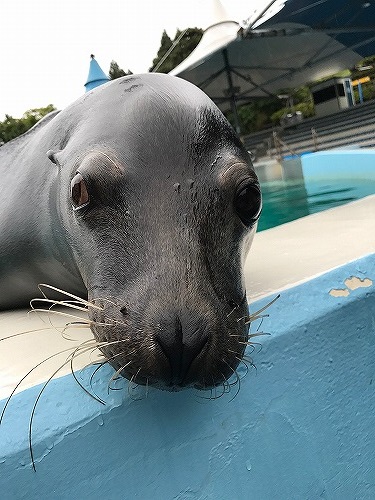 能登島 ドルフィンスイム