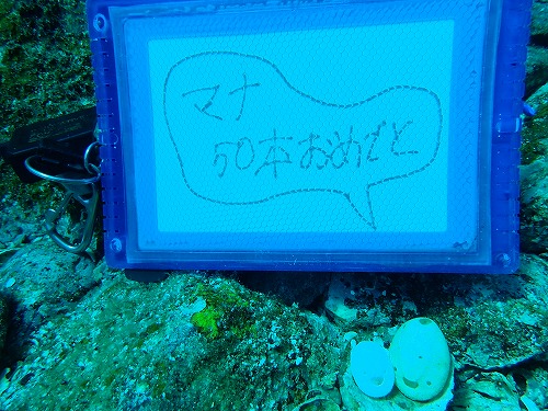 柏島 ダイビング