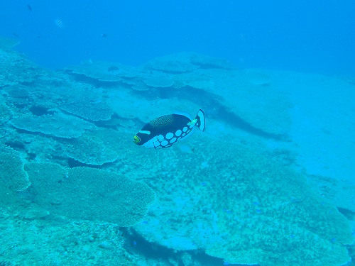 鵜来島 ダイビング