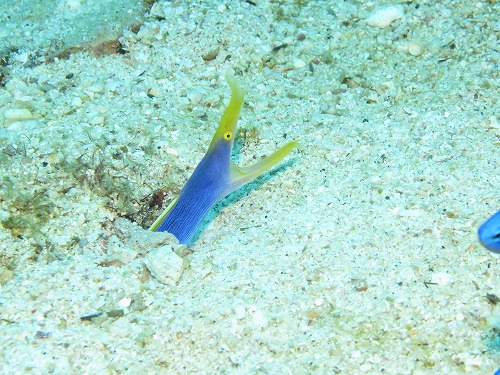 鵜来島 ダイビング
