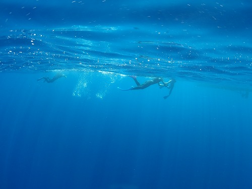 加計呂麻 クジラスイム