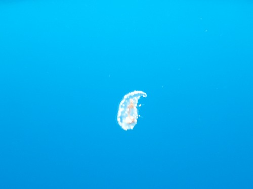 加計呂麻 クジラスイム