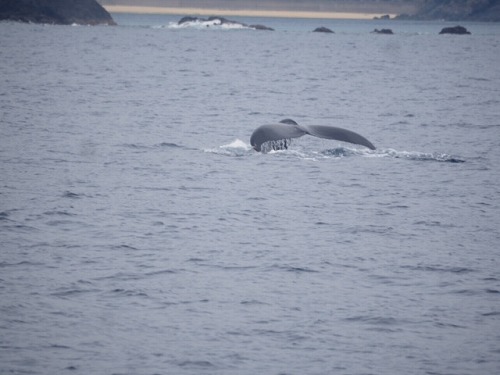 加計呂麻 クジラスイム