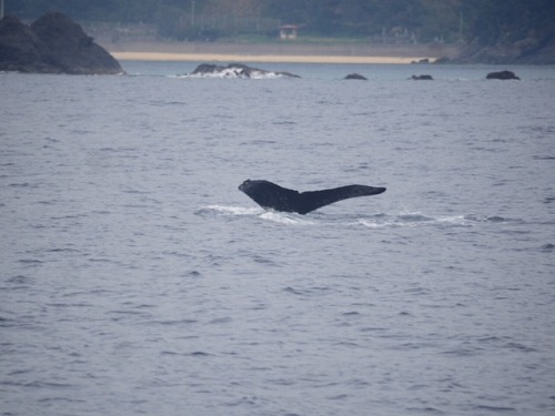 加計呂麻 クジラスイム