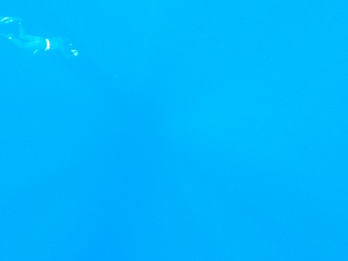 加計呂麻 クジラスイム