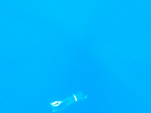 加計呂麻 クジラスイム
