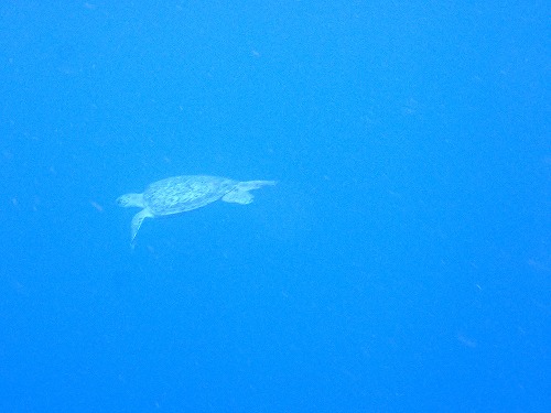 加計呂麻 クジラスイム