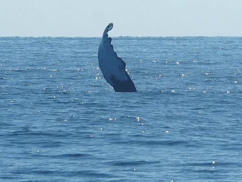 加計呂麻 クジラスイム