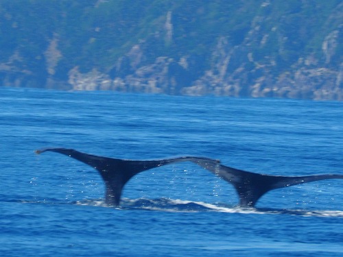 加計呂麻 クジラスイム