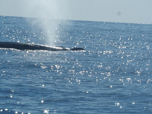 加計呂麻 クジラスイム