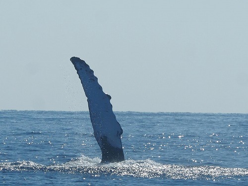 加計呂麻 クジラスイム