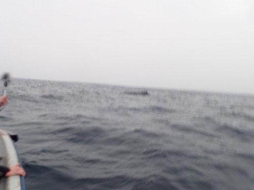 与論島 クジラスイム