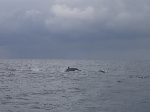 与論島 クジラスイム