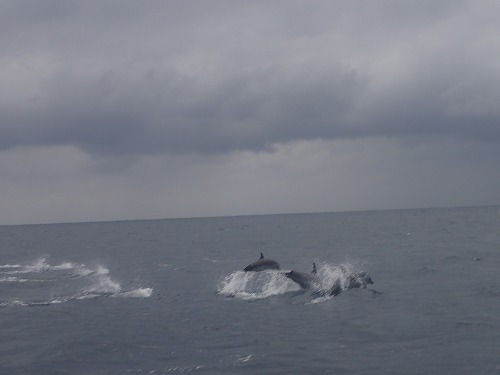 与論島 クジラスイム