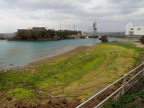 与論島 クジラスイム