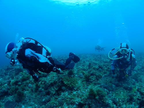 与論島 ダイビング