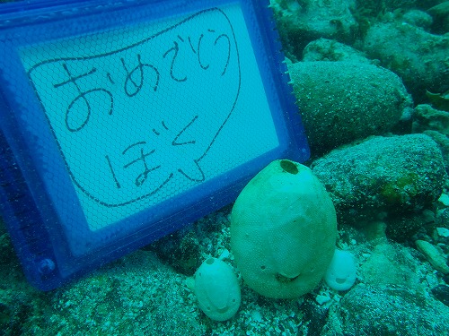 柏島 ダイビング