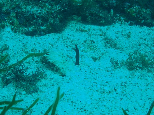 鵜来島 ダイビング