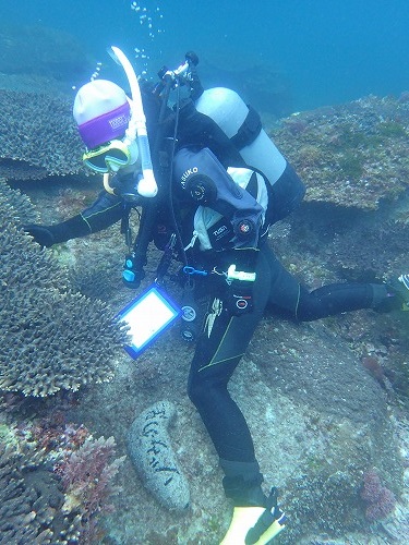 鵜来島 ダイビング
